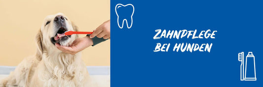 Zahnpflege für Hunde - BugBell GmbH