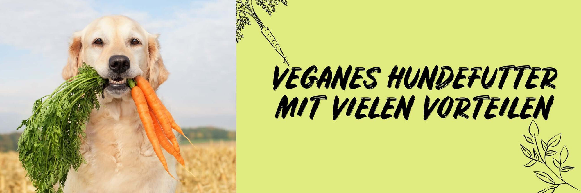 Kann ich meinen Hund vegan ernähren? - BugBell GmbH