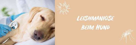 Leishmaniose bei Hunden - Behandlung, Symptome & Therapie