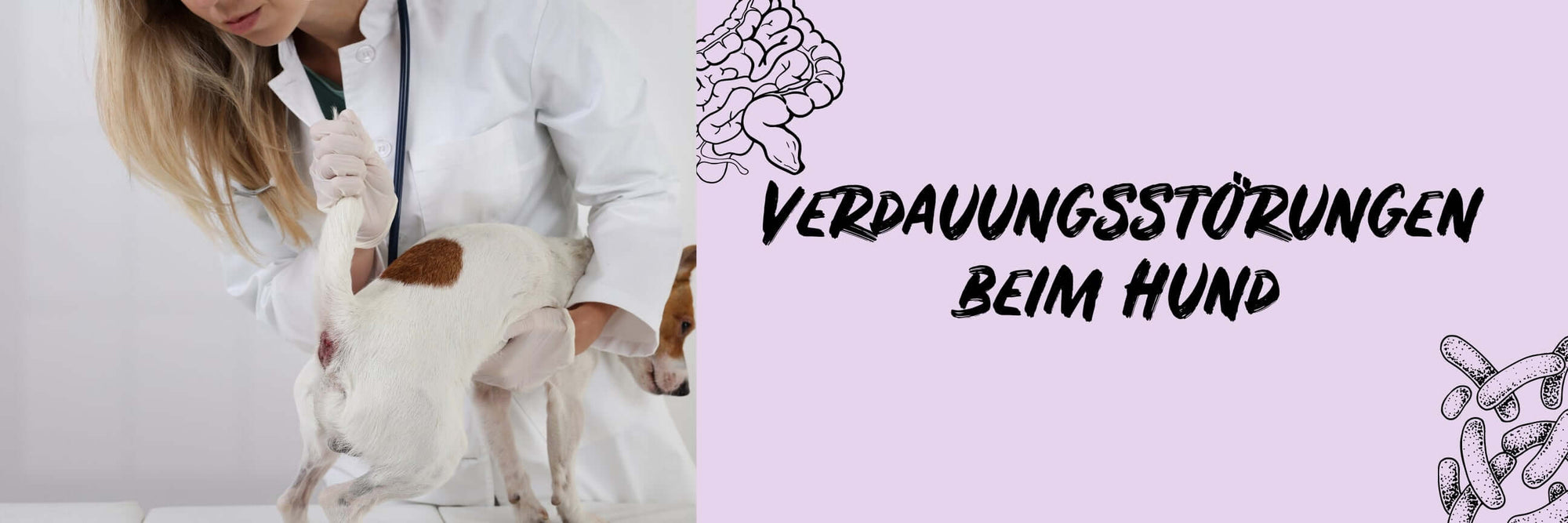 Verdauungsstörungen beim Hund