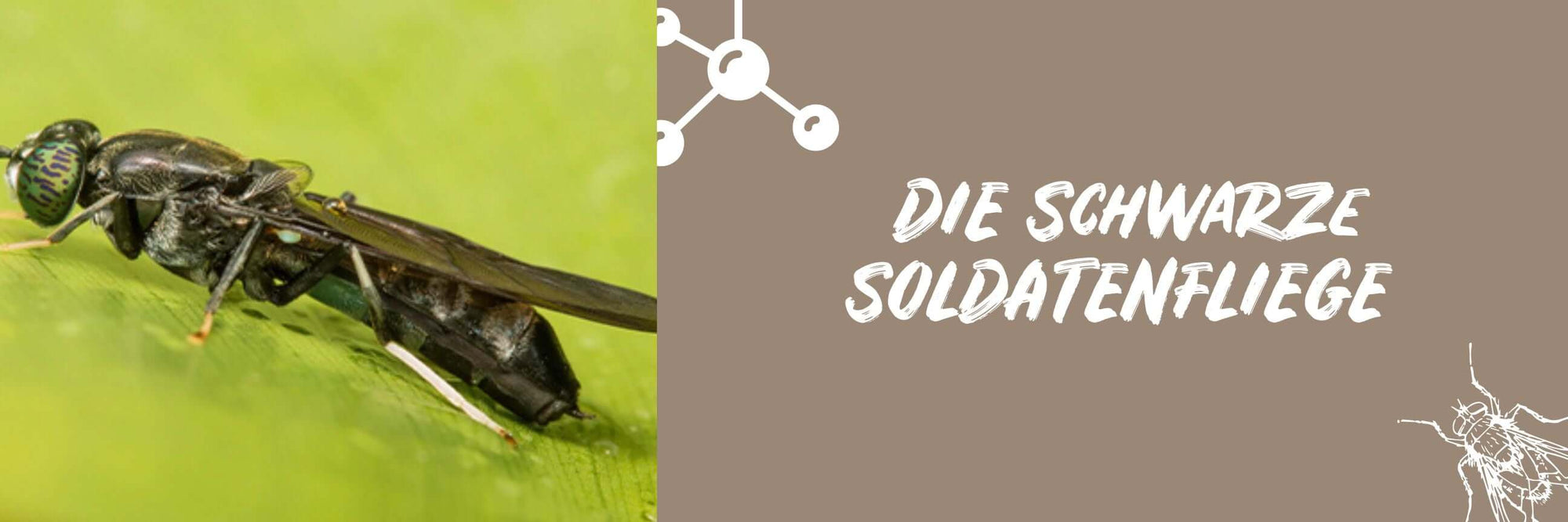 Die Schwarze Soldatenfliege: Ein faszinierendes Insekt mit vielfältigem Potenzial - BugBell GmbH