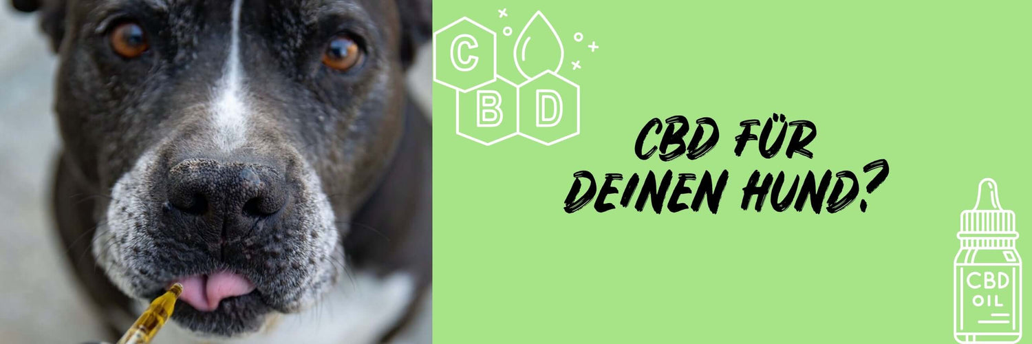 CBD-Öl für Hunde