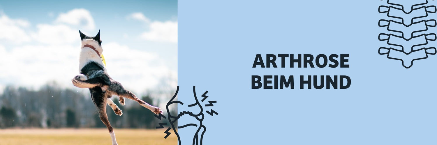 Arthrose in dogs