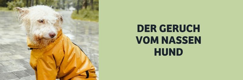 Warum riecht dein Hund wenn er nass ist?