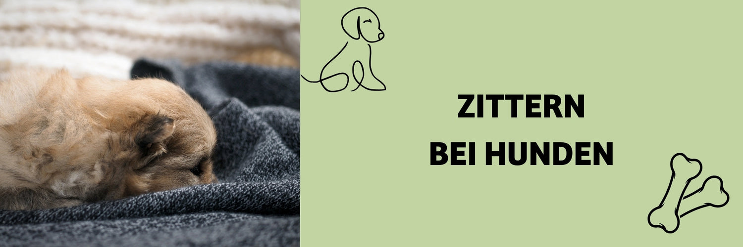 Zittern beim Hund: Ursachen, Stresssymptome & natürliche Hilfe