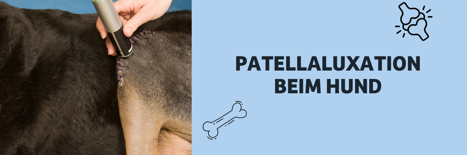 Patellaluxation beim Hund verstehen: Symptome, Behandlung & Alltagshilfe