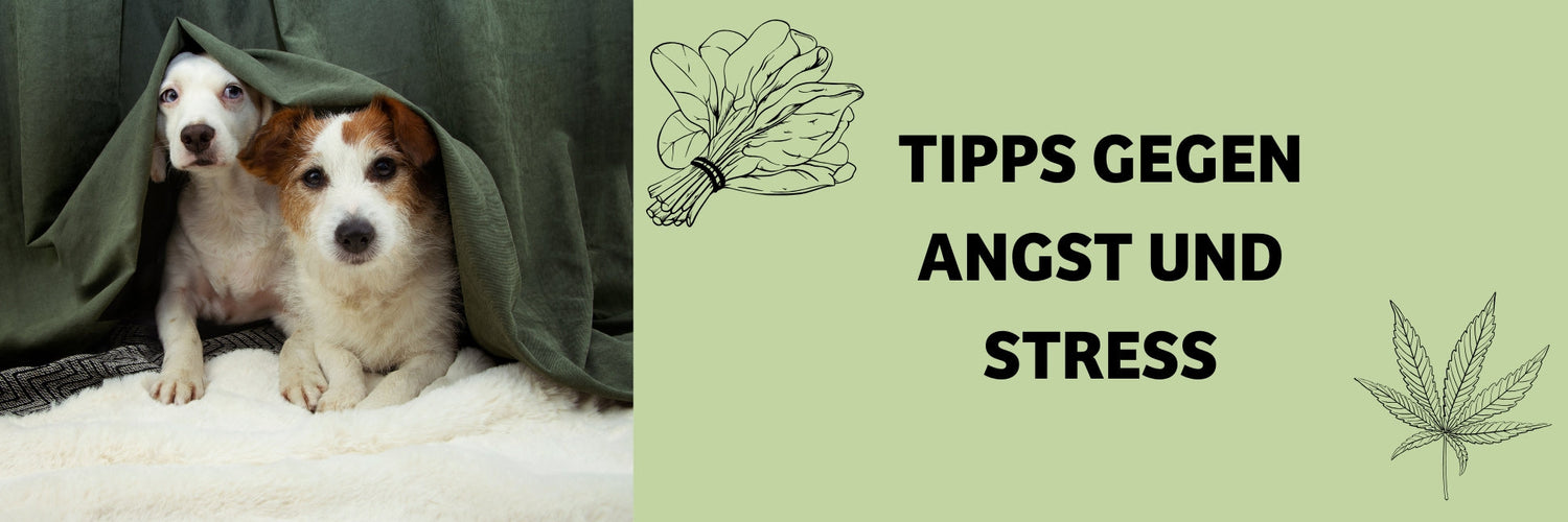 Stress und Angst beim Hund: Ursachen erkennen & Lösungen für ein entspanntes Hundeleben