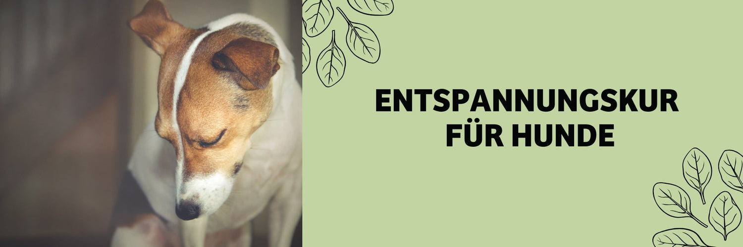 Entspannungskur für Hunde