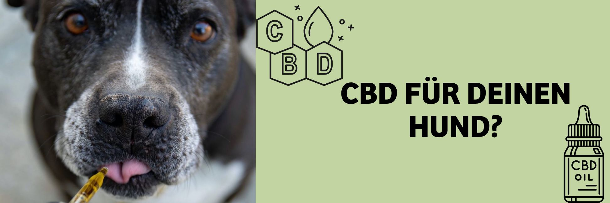 CBD-Öl für Hunde: Wirkung, Vorteile & Risiken – Alles, was du wissen musst