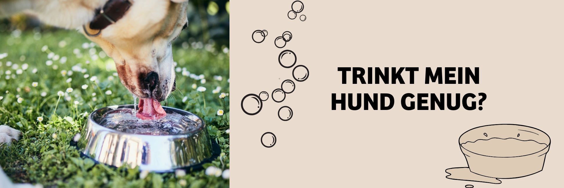 Trinkt dein Hund genug? So erkennst du Durstmangel und vermeidest Dehydrierung