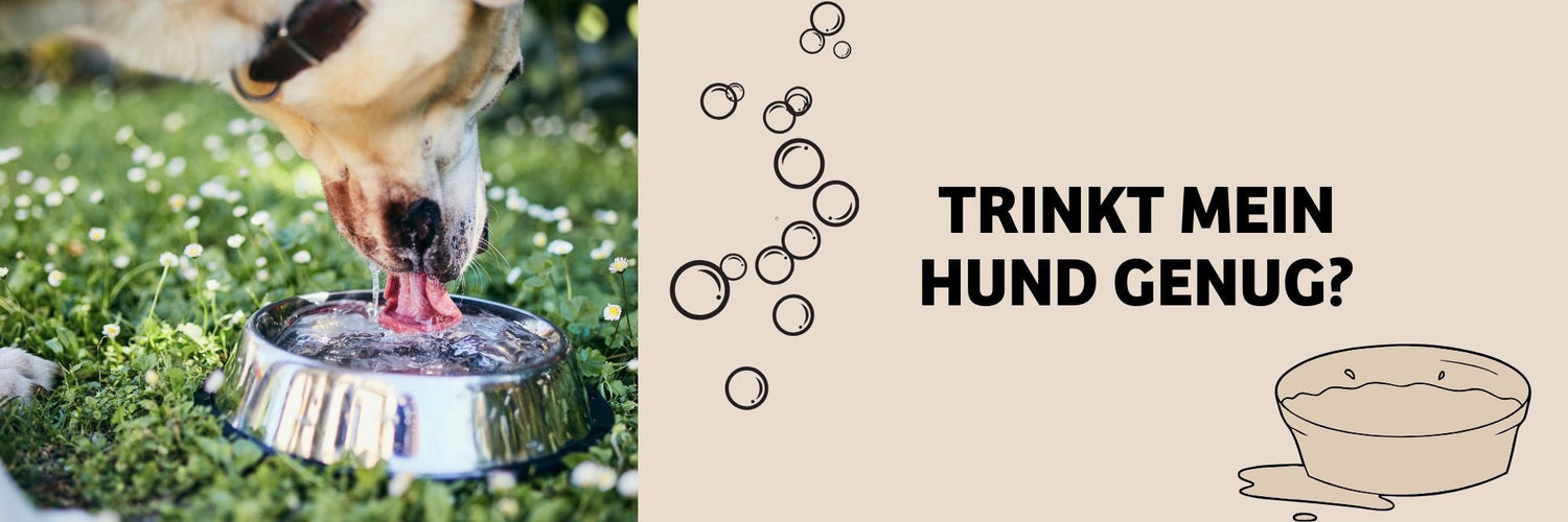 Trinkt dein Hund genug? So erkennst du Durstmangel und vermeidest Dehydrierung