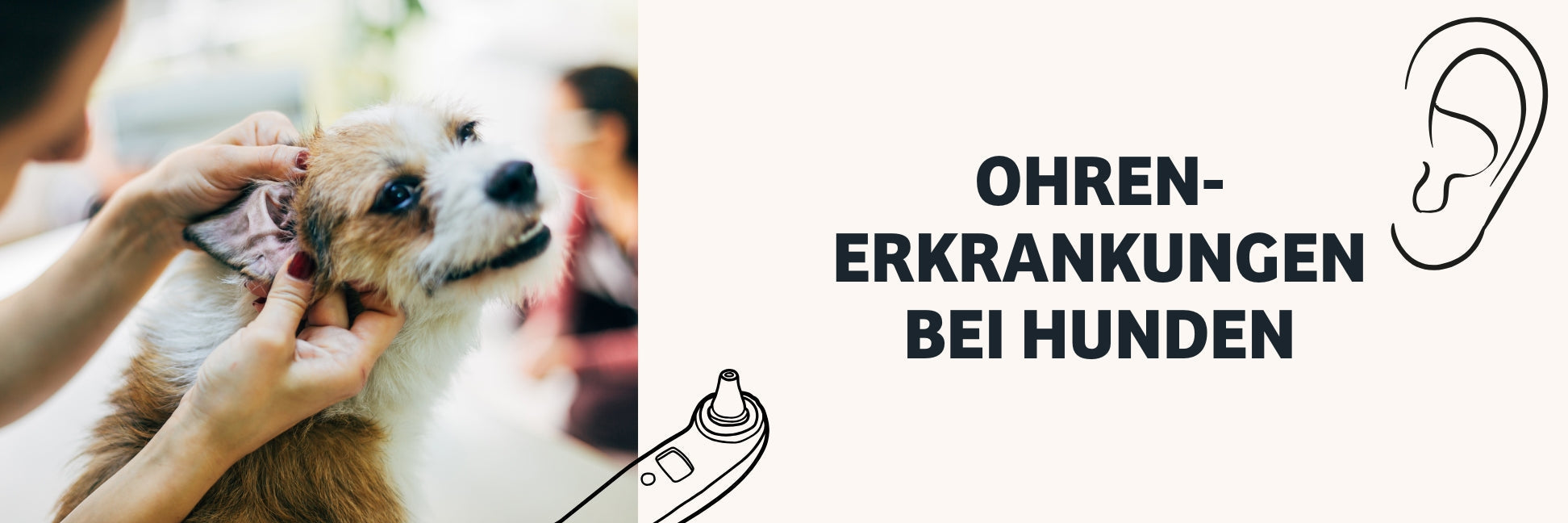 Ohrenentzündung beim Hund: Symptome, Ursachen & Behandlung