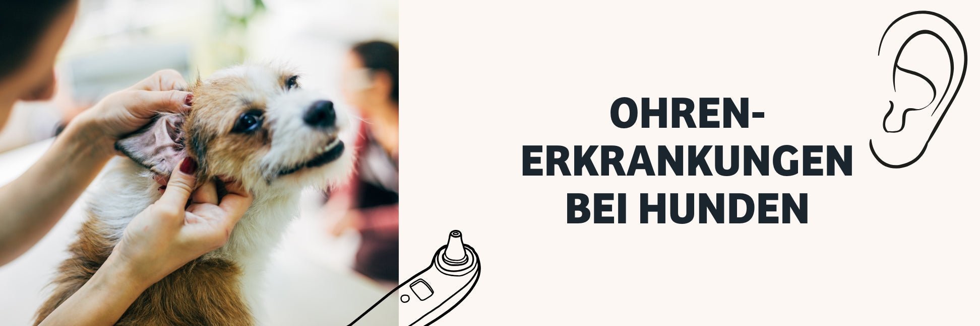 Ohrenentzündung beim Hund: Symptome, Ursachen & Behandlung