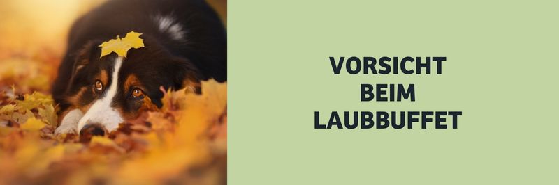 Vorsicht beim Laubbuffet: Welche Herbstfunde sind für Hunde gefährlich?
