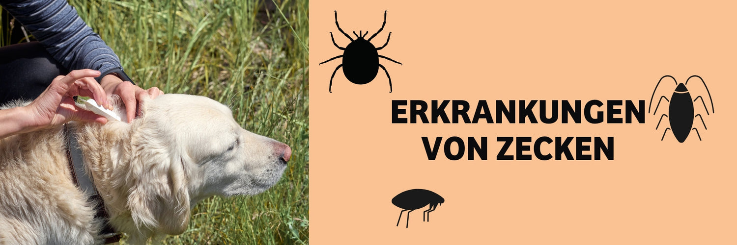 Zecken beim Hund: Krankheiten, Symptome &amp; Schutz