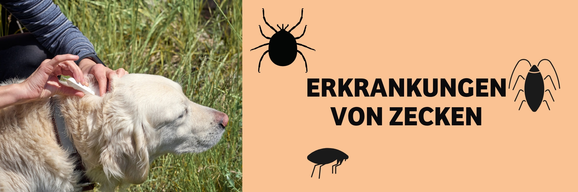 Zecken beim Hund: Krankheiten, Symptome &amp; Schutz
