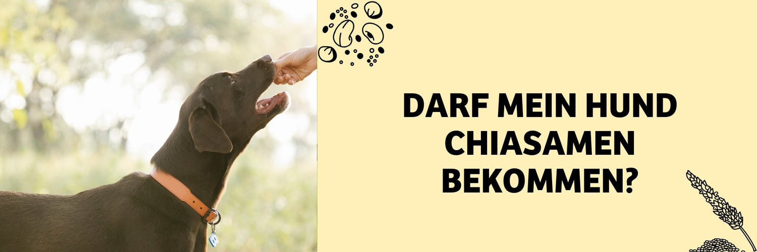 Darf mein Hund Chiasamen bekommen?