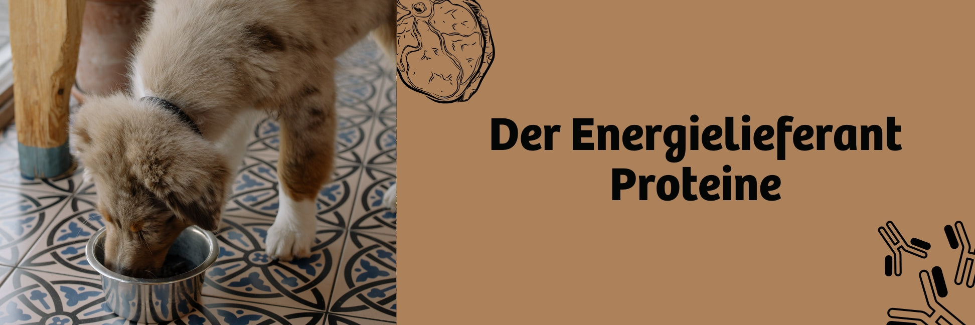 Der Energielieferant - Proteine