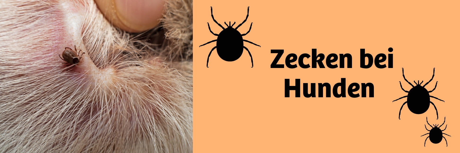 Zeckenschutz für Hunde: Spot-On, Halsband oder Tablette – was wirkt?