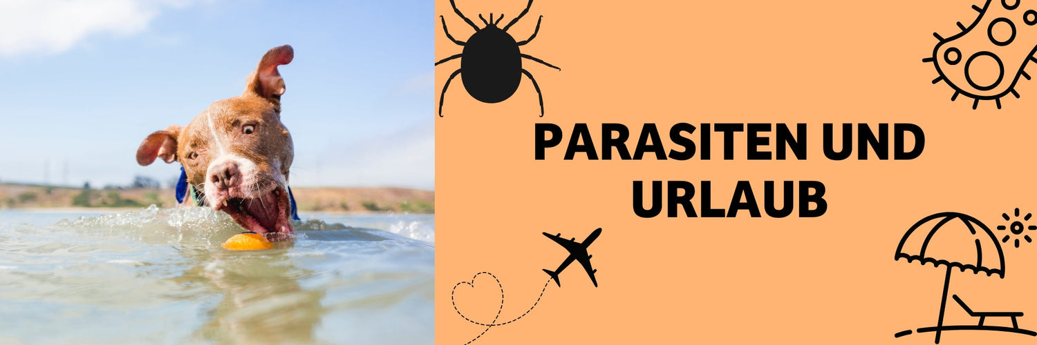 Parasiten und Urlaub mit dem Hund