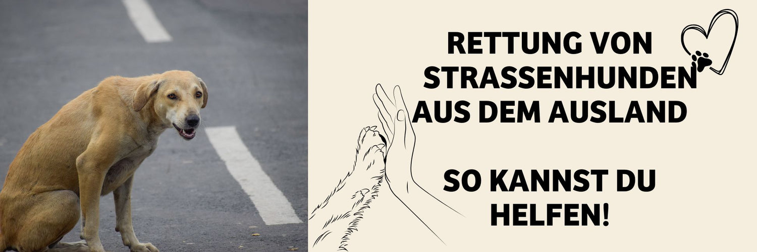 Straßenhund Hilfe von BugBell