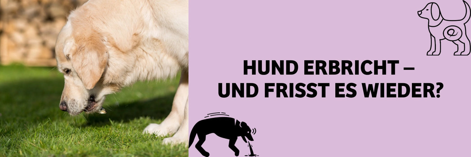 Hund erbricht und frisst es: Harmloses Verhalten oder Warnsignal?