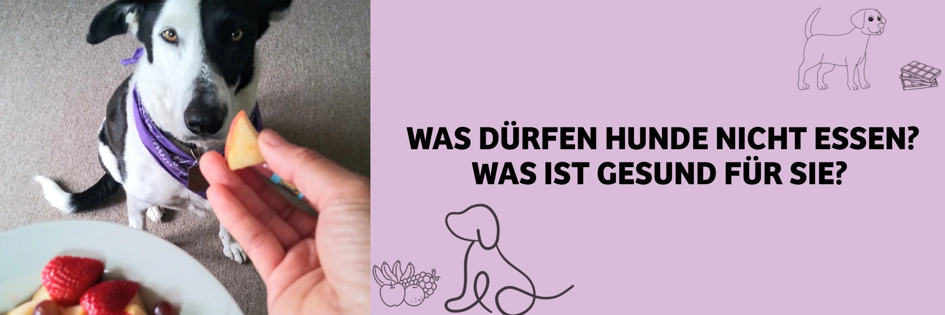 Was Hunde nicht essen dürfen – und welche Lebensmittel gut für sie sind