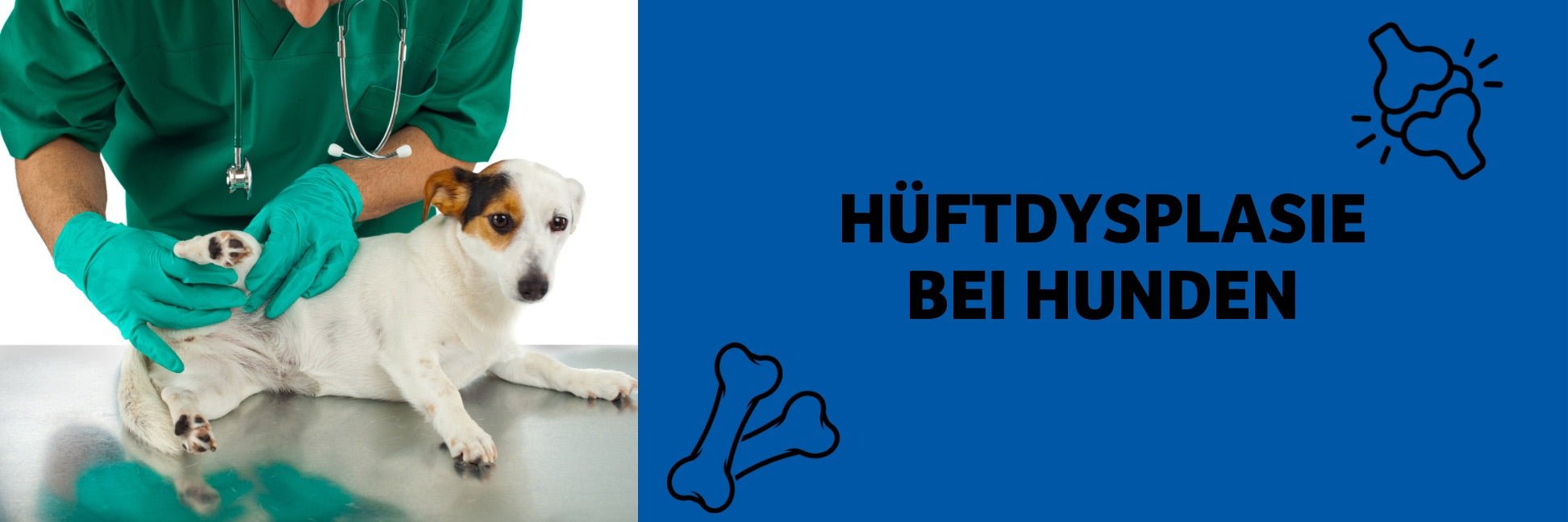 Hüftdysplasie beim Hund – Symptome, Behandlung & wie Futter helfen kann