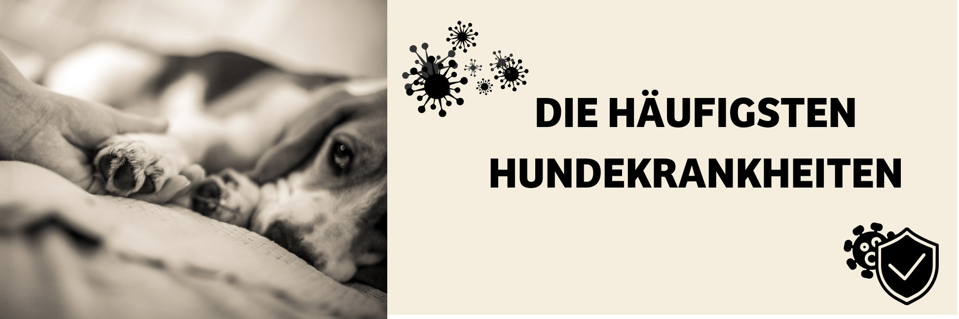 Die häufigsten Hundekrankheiten