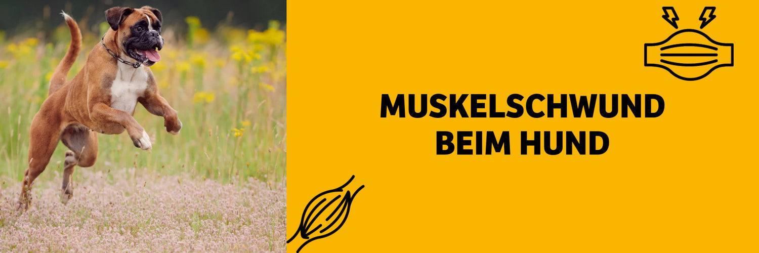 Wenn Muskeln verschwinden: Was hinter Muskelschwund beim Hund steckt & wie du helfen kannst