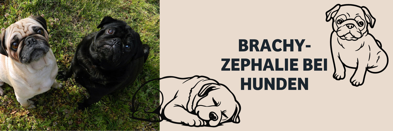 Futter Brachyzephalie bei Hunden