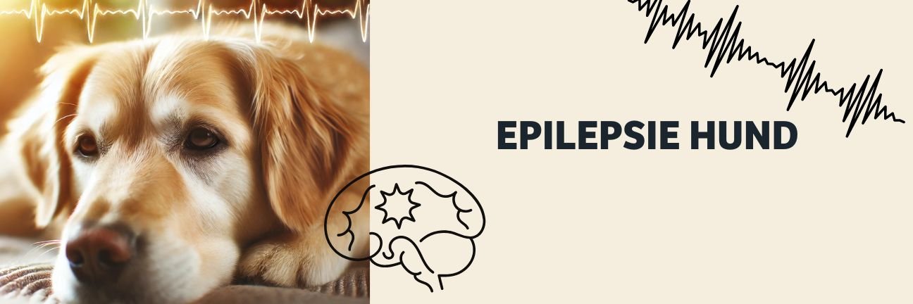 Epilepsie in dogs
