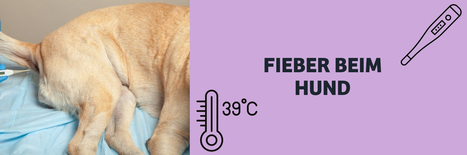 Fieber beim Hund erkennen und richtig handeln Fieber beim Hund erkennen und richtig handeln