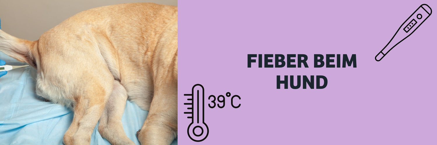Fieber beim Hund erkennen und richtig handeln