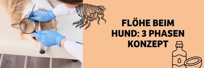 Flöhe beim Hund: Das 3-Phasen-Konzept gegen den Juckreiz – ohne unnötige Chemiekeule