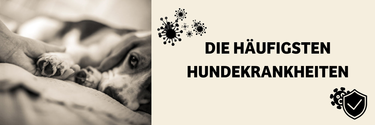 Hundekrankheiten: Häufige Hunde Krankheiten, Symptome & Prävention