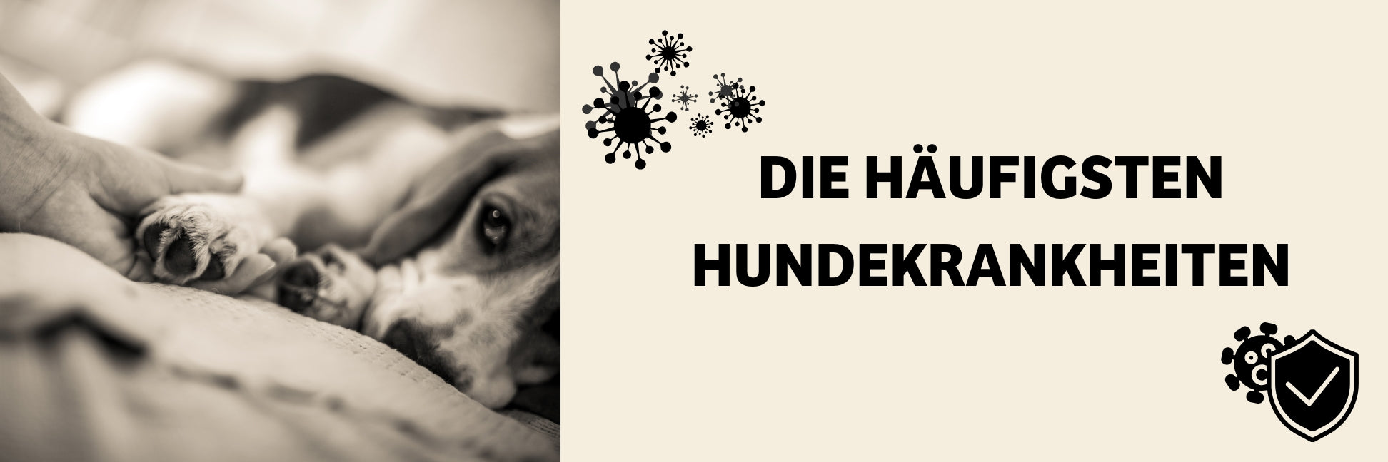 Hundekrankheiten: Häufige Hunde Krankheiten, Symptome & Prävention