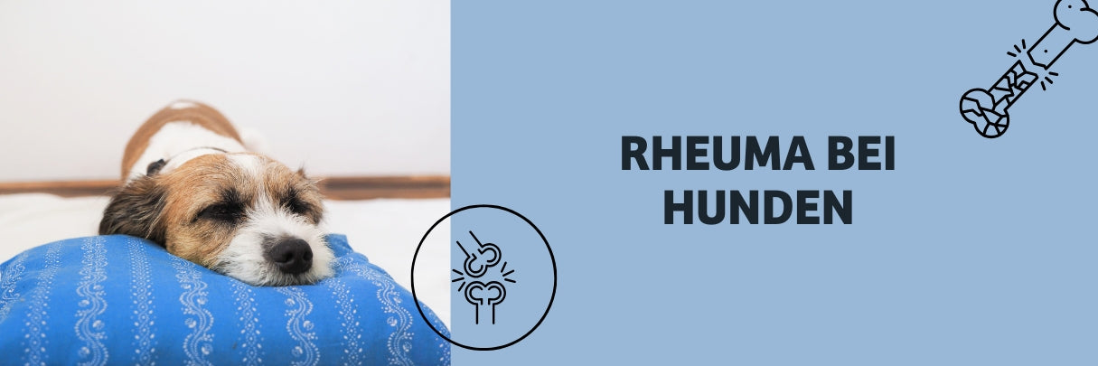 Rheuma beim Hund erkennen & lindern – Symptome, Behandlung und Alltagstipps