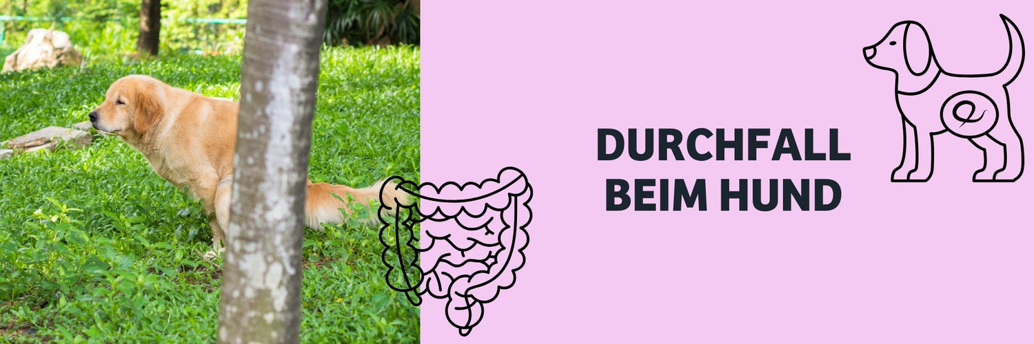 dog mit diarrhoea