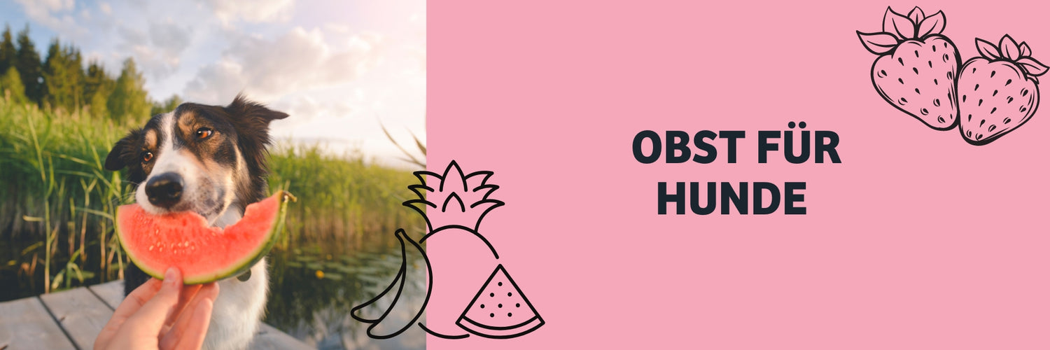Welches Obst ist gesund für meinen Hund?
