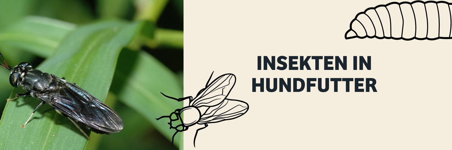 Hundefutter Insekten, Hundefutter mit Insekten, Ernährung mit Insekten, Hund Insekten, Insektenfutter für Hunde