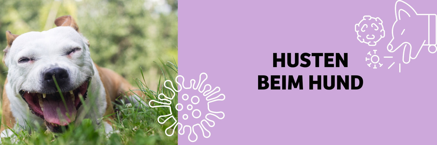 Husten beim Hund – Ursachen, Symptome & Hilfe bei Zwingerhusten