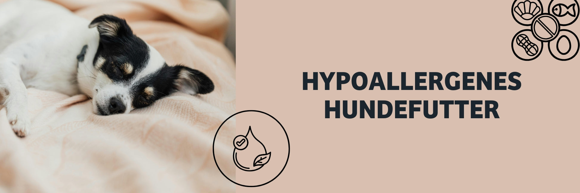 Hypoallergenes Hundefutter mit Insektenprotein