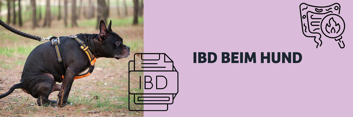 IBD beim Hund erkennen und richtig einordnen