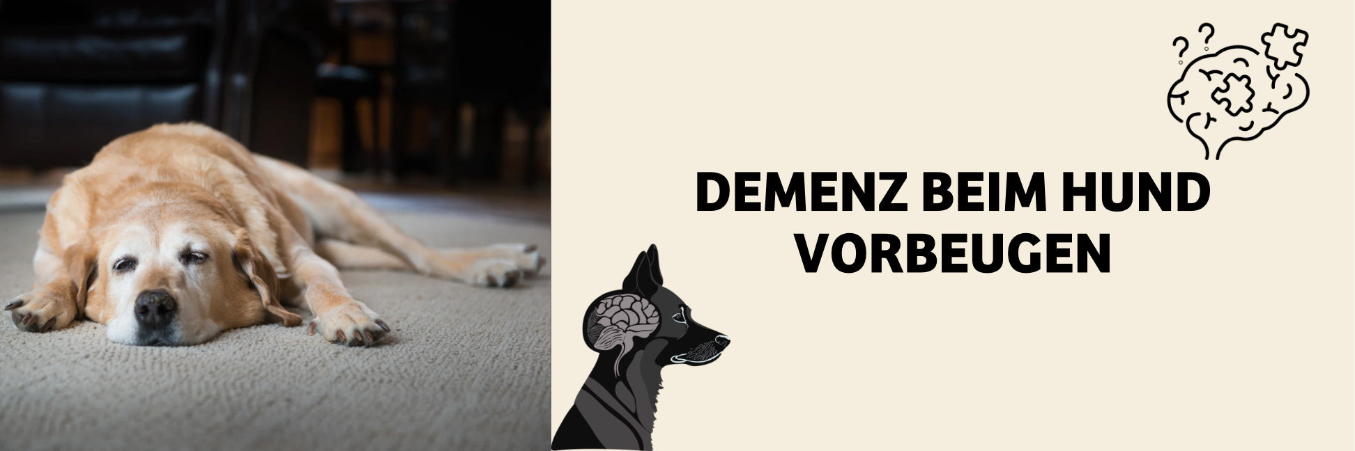 Demenz beim Hund: Mit richtiger Ernährung vorbeugen