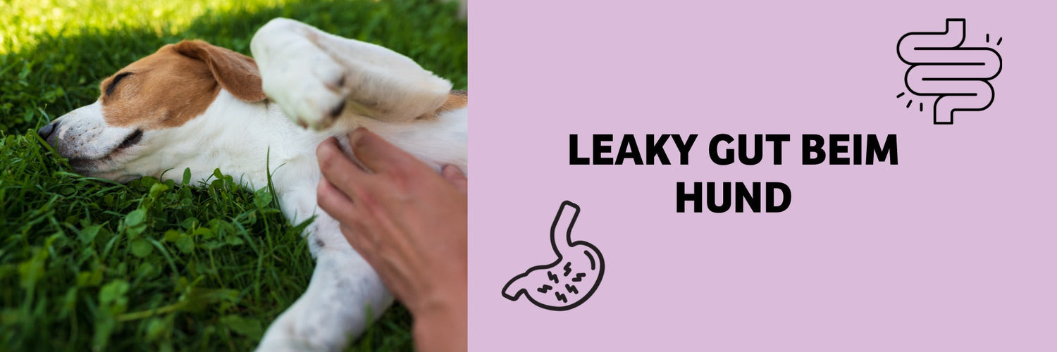 Leaky Gut beim Hund – der durchlässige Darm einfach erklärt