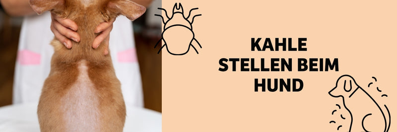 Hund mit kahlen Stellen auf dem Rücken