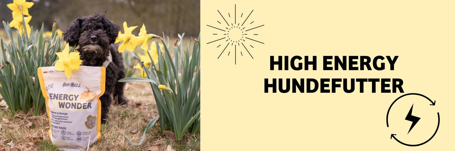 Lethargie beim Hund - Ursachen & natürliche Lösungen