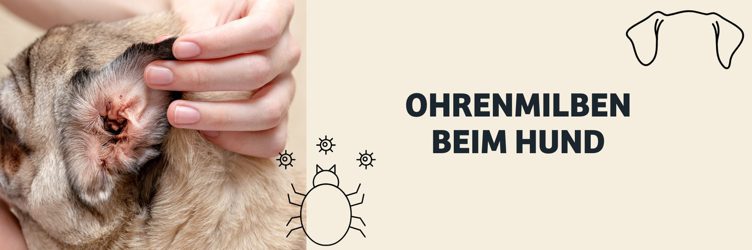 Milben beim Hund: Ohrmilben erkennen, Symptome verstehen & richtig behandeln