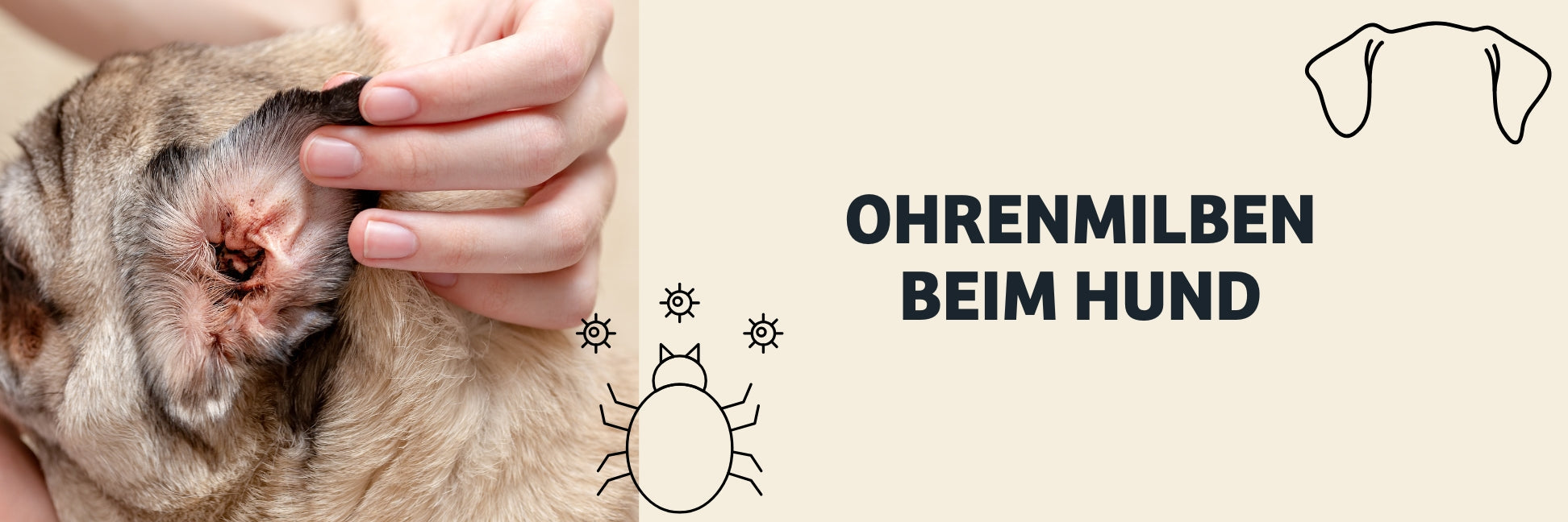 Milben beim Hund: Ohrmilben erkennen, Symptome verstehen & richtig behandeln